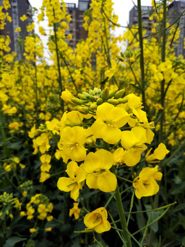 油菜花