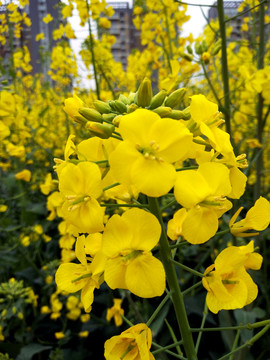 油菜花