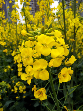 油菜花