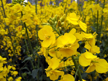 油菜花