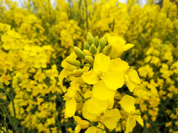 油菜花