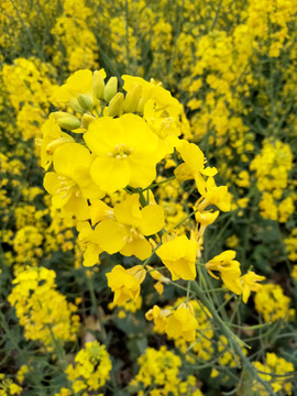 油菜花