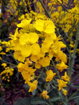 油菜花