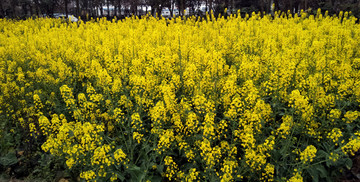 油菜花