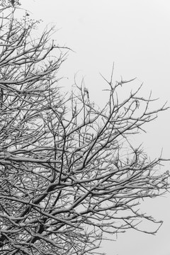 冬季的雪和树枝
