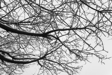 冬天的雪和树枝