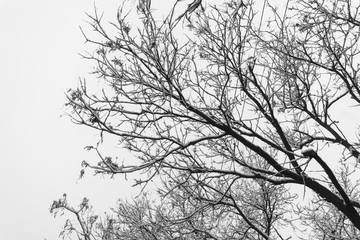 冬天的雪和树枝