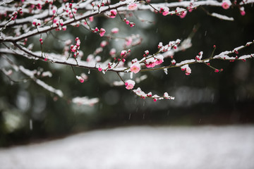 映雪红梅