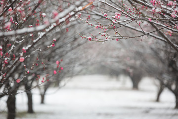 春雪红梅林