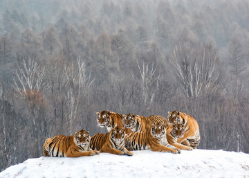冬季的老虎