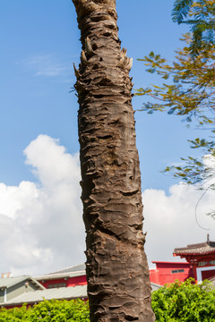 椰子树树干