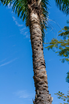 椰子树树干
