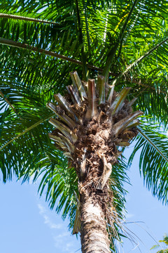椰子树树冠