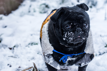 雪地里的巴哥犬