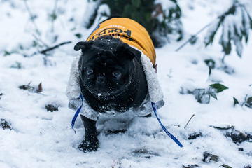 雪地里的巴哥犬