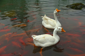 锦鲤池的大白鹅