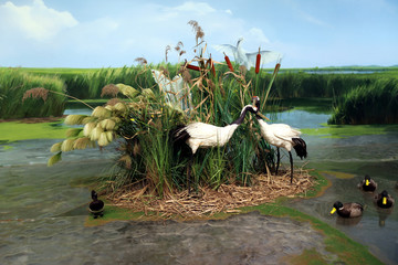 湿地丹顶鹤