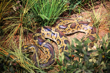 湿地蟒蛇