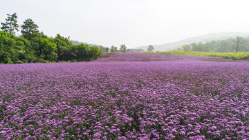 花海