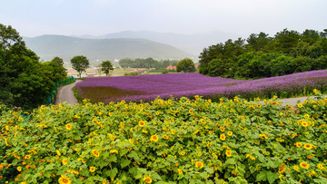 花海