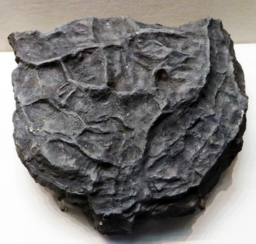 天然假化石似龟裂化石