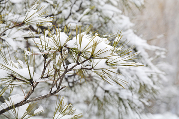 雪打枝头