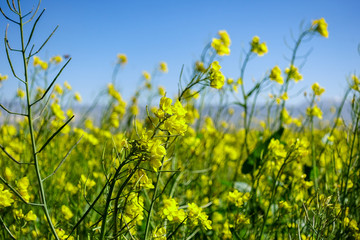 油菜花