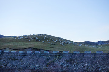 山坡上的羊群