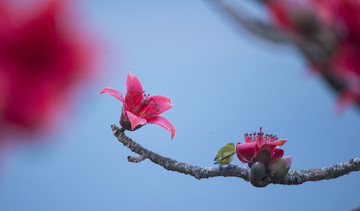 英雄花