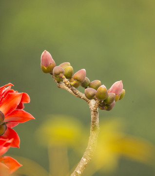 木棉花