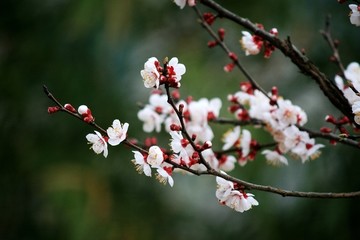 杏子花