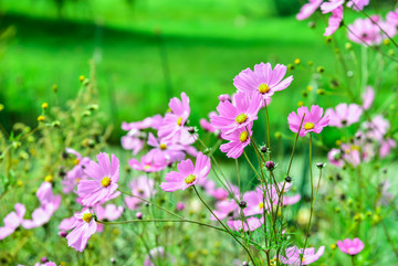 波斯菊格桑花