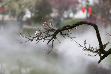 雾里看花