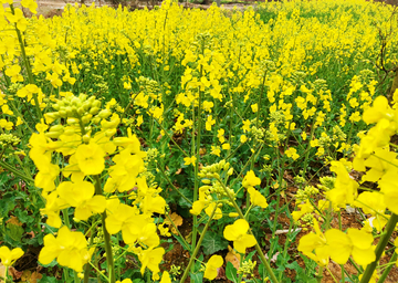 油菜花田