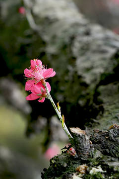 桃花源