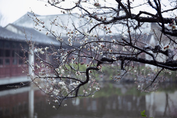 古建筑梅花