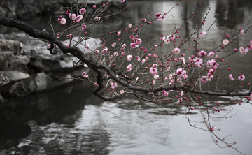 湖水梅花