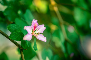 紫荆花