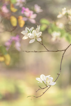 紫荆花竖幅