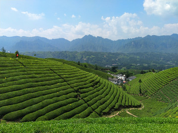 茶园