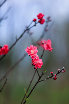 一支红色桃花