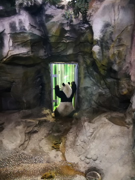 趴门的大熊猫