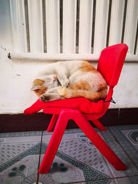椅子上午休的猫咪