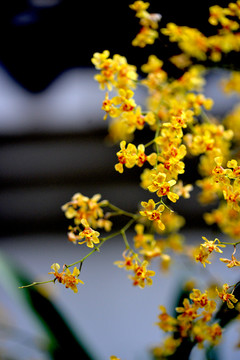 兰花