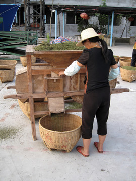 花椒初加工扬谷机脱壳生产工序