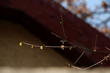 迎春花