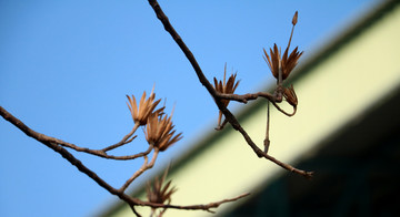 树枝