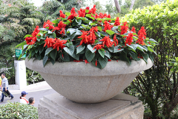 花坛