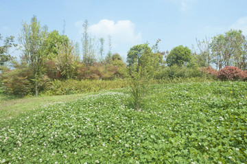 公园绿地风景