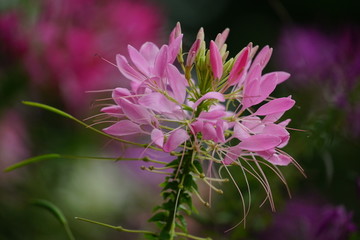 醉蝶花